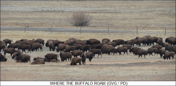 where the buffalo roam