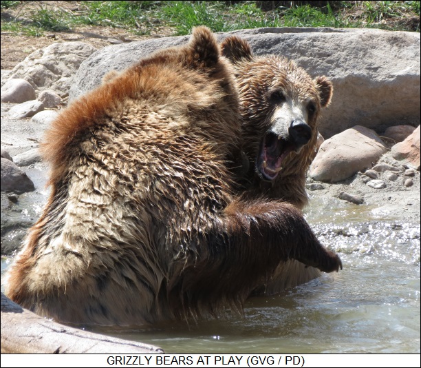 grizzlies at play