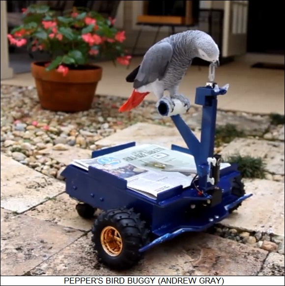 Pepper's bird buggy
