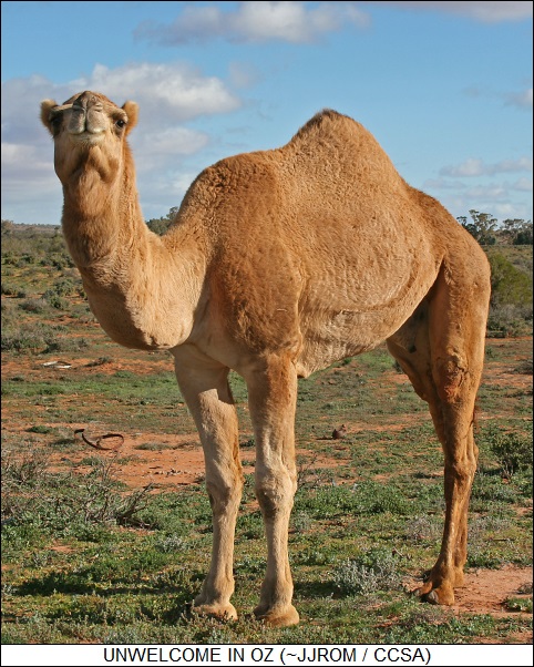 camels, unwanted in Oz
