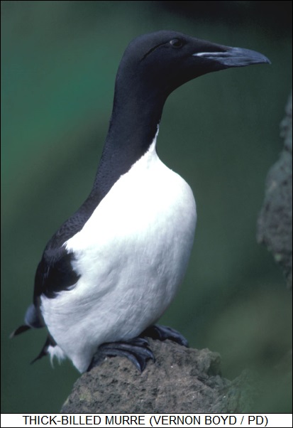 thick-billed murre