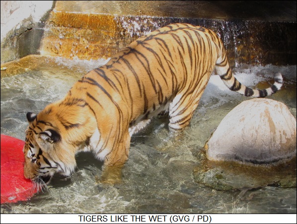 tigers like the wet