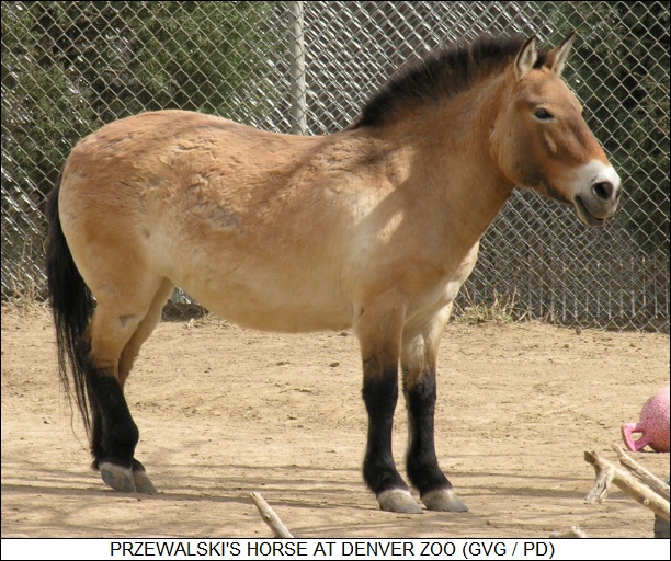 Przewalski's horse at Denver zoo