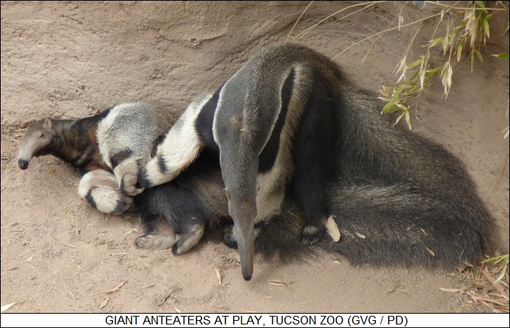 anteaters at play