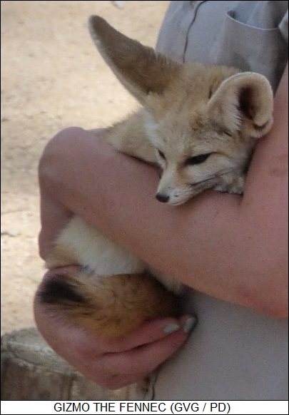 Gizmo the fennec fox