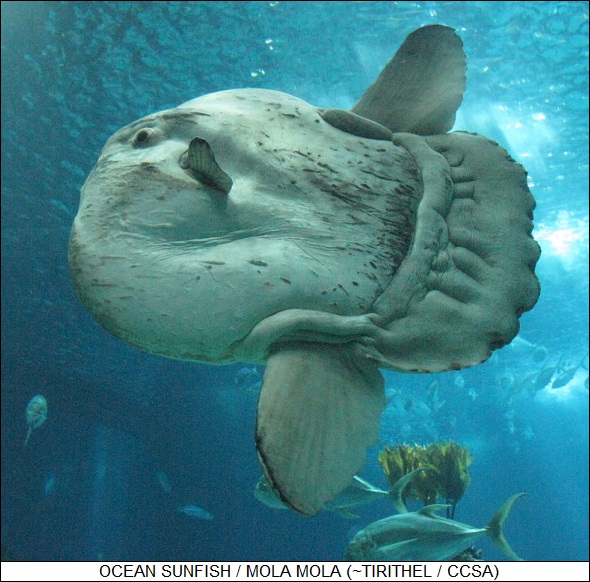 ocean sunfish / Mola mola