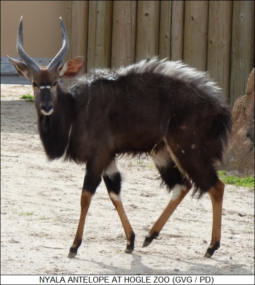 nyala antelope at Hogle Zoo, SLC