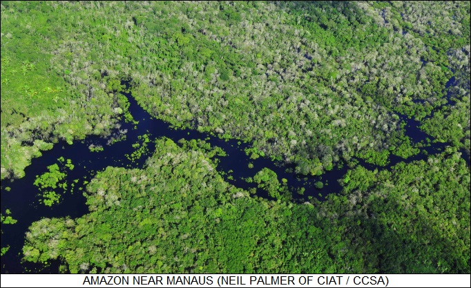 Amazon near Manaus