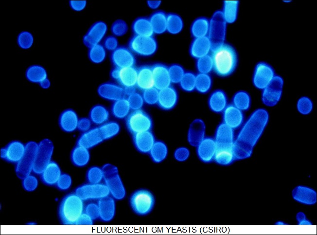 fluorescent GM yeasts