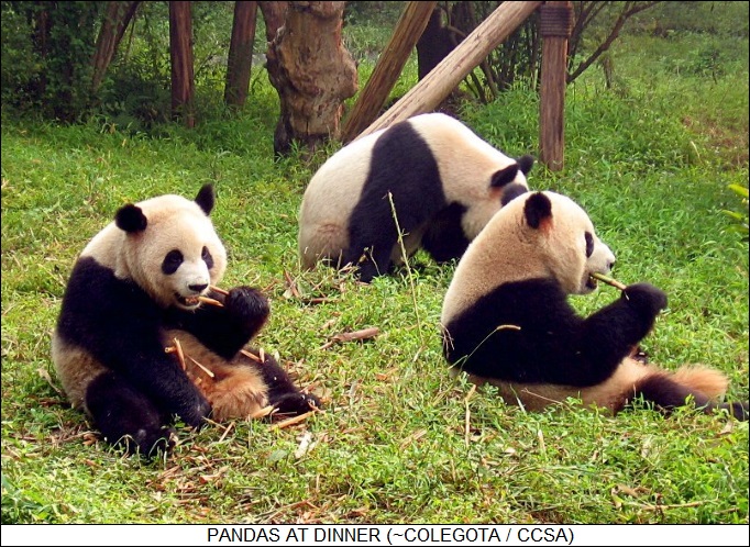 Pandas at dinner