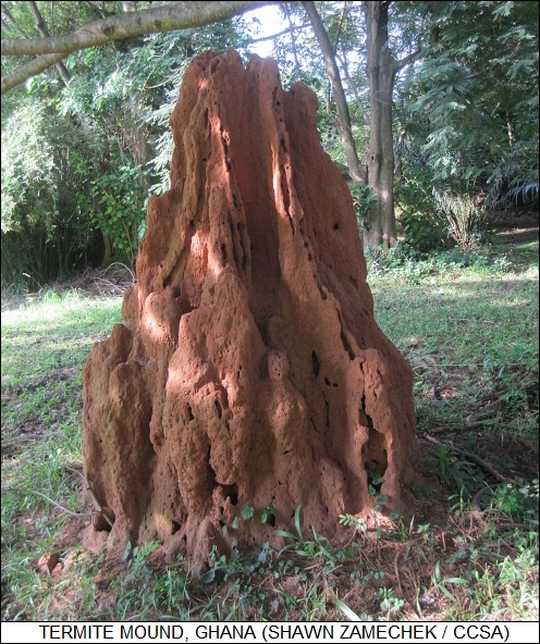 termite mount, Ghana