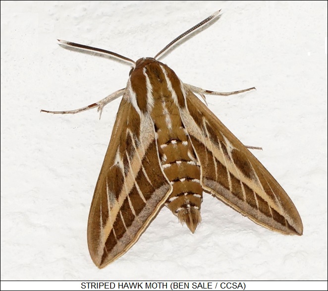 striped hawk moth