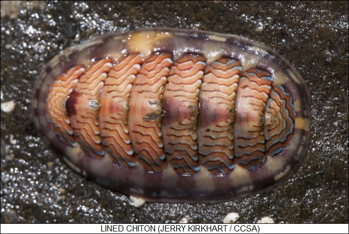 lined chiton