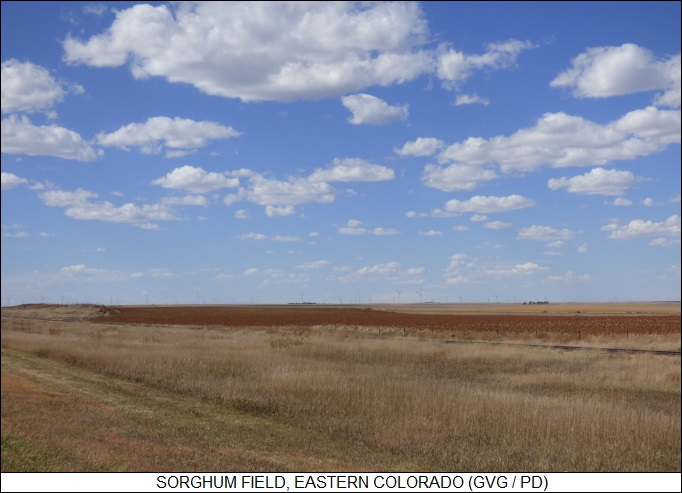 Colorado sorghum fields