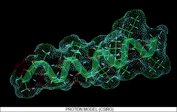 protein model