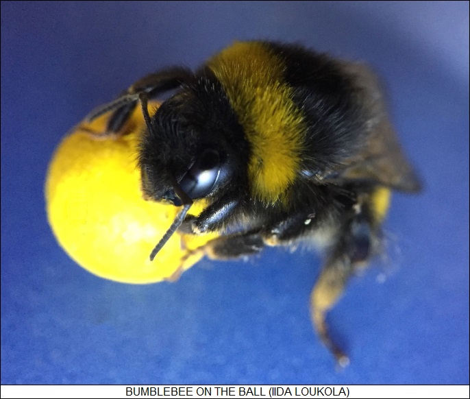 bumblebee on the ball