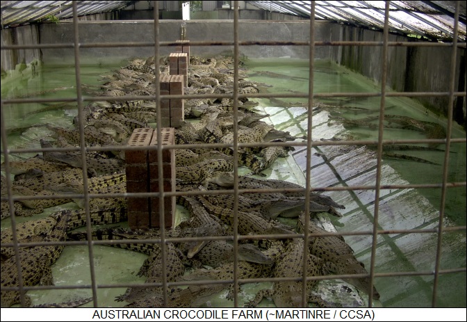 Australian crocodile farm