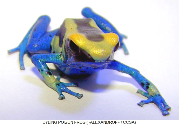 dyeing poison frog