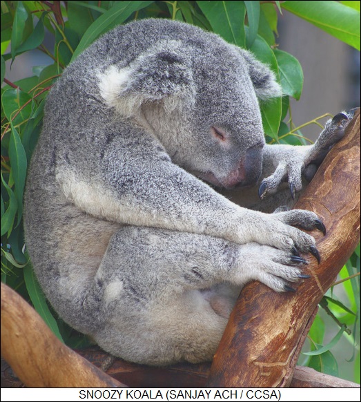 snoozy koala
