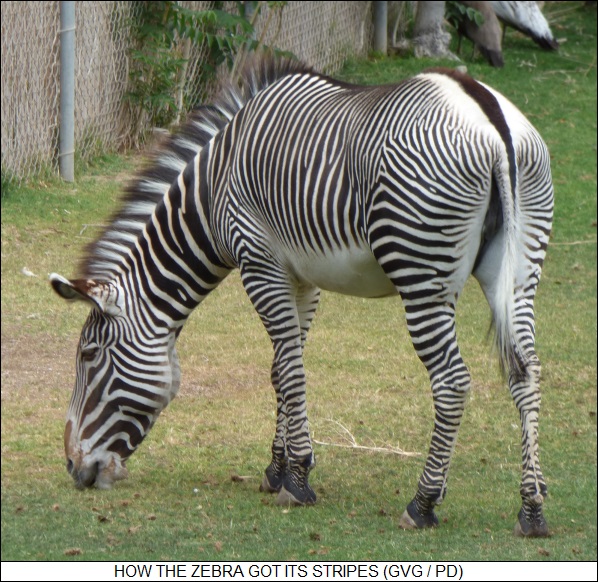 stripes of the zebra
