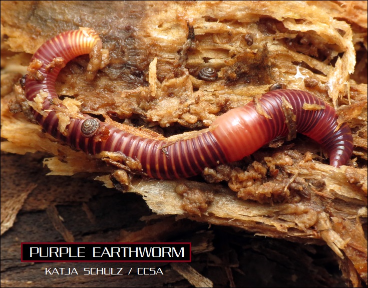 purple earthworm