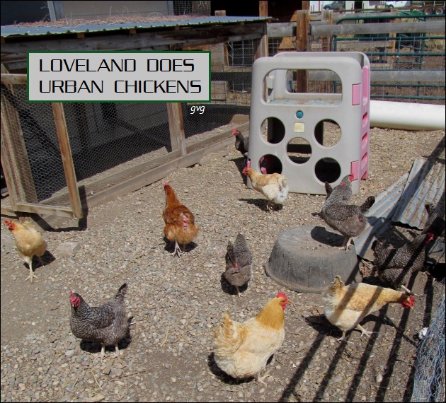 urban chickens of Loveland