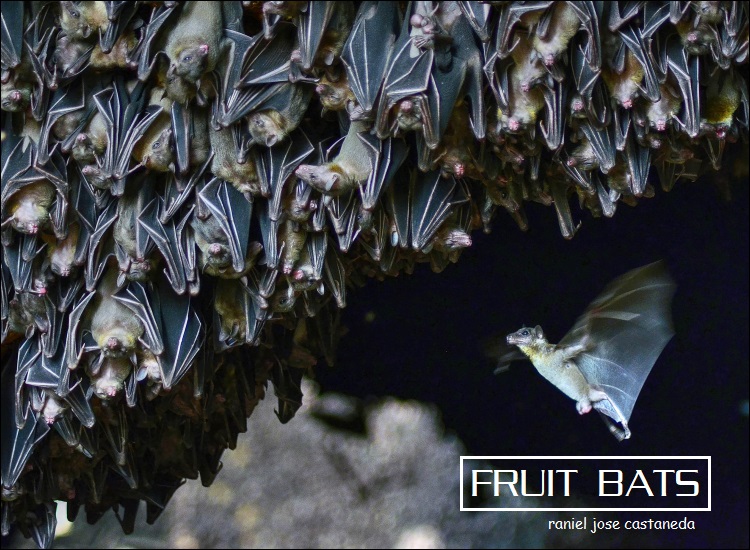 fruit bat colony