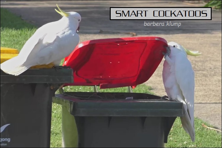 smart cockatoos