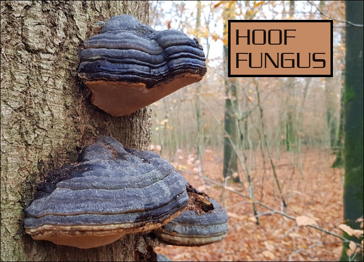 hoof fungus