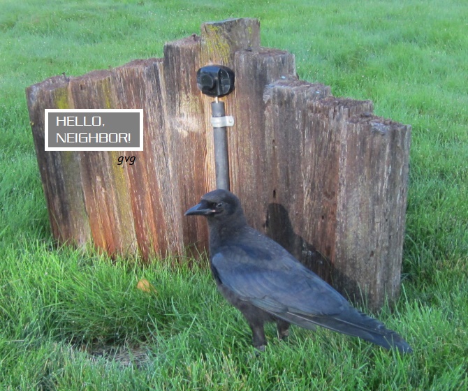 friendly crow