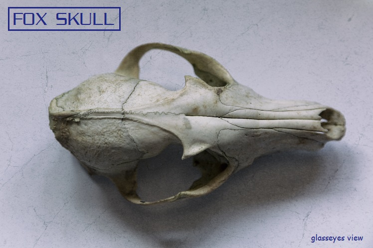 fox skull