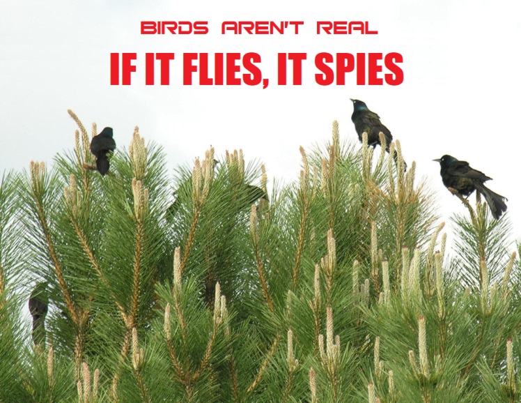 BIRDS AREN'T REAL