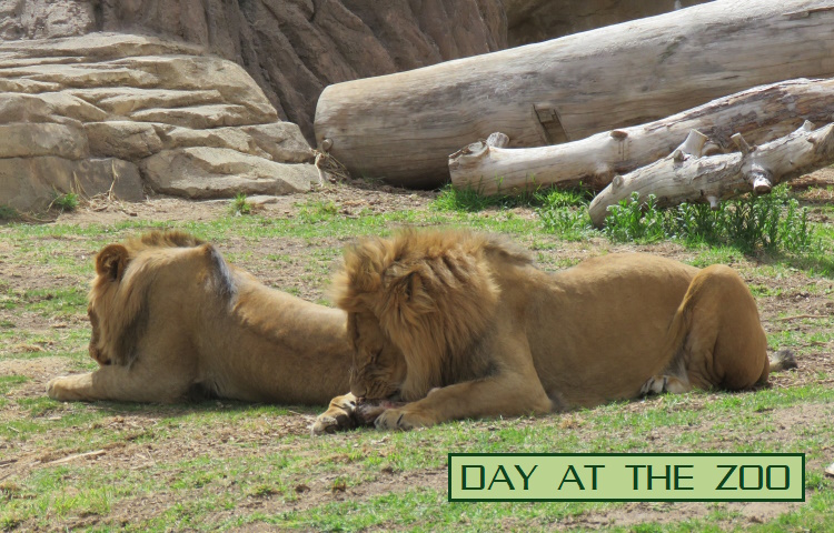 day at the zoo