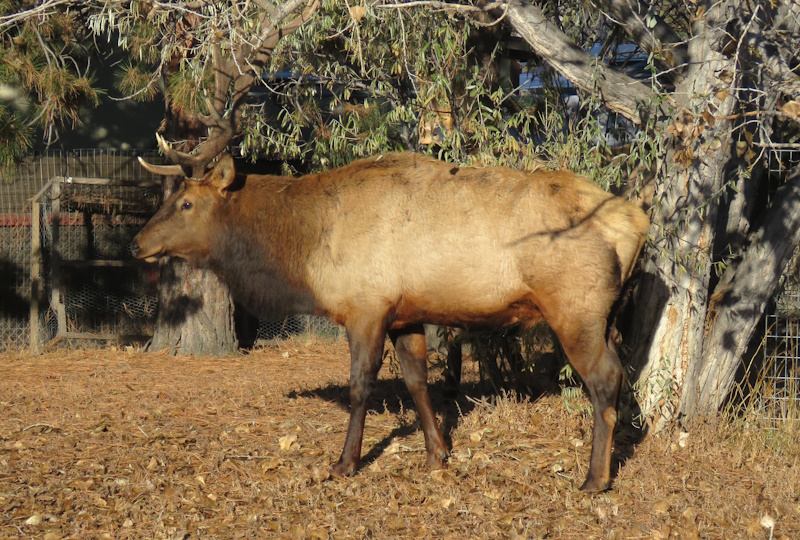 local elk