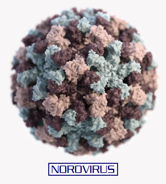 norovirus