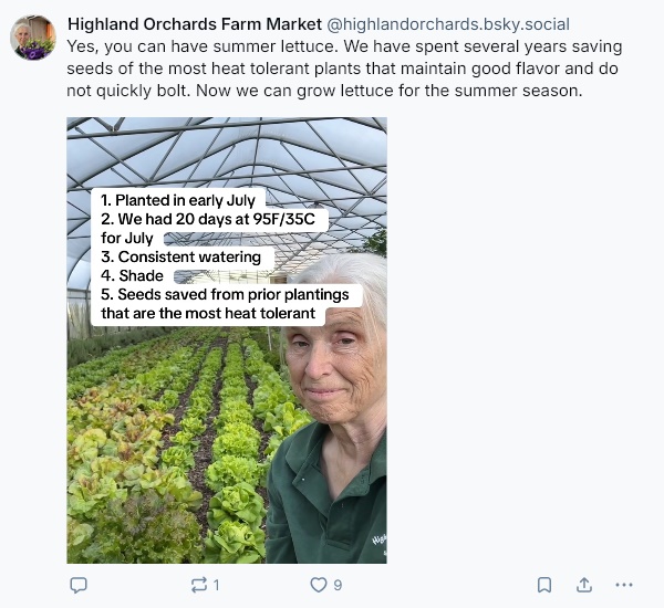 heat-tolerant lettuce